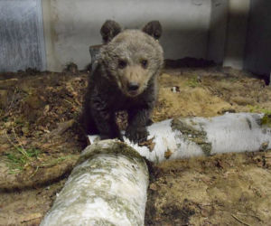 Miśka zostanie gwiazdą zoo