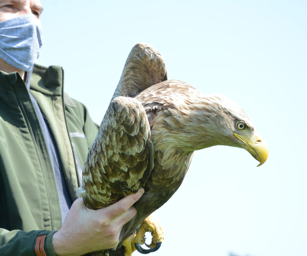Bielik wypuszczony na wolność w Wielkopolsce