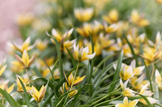 Tulipany botaniczne kwitną pięknie i wcześnie! Dzięki nim w twoim ogrodzie będzie kolorowo, zanim wiosna zacznie się na dobre!