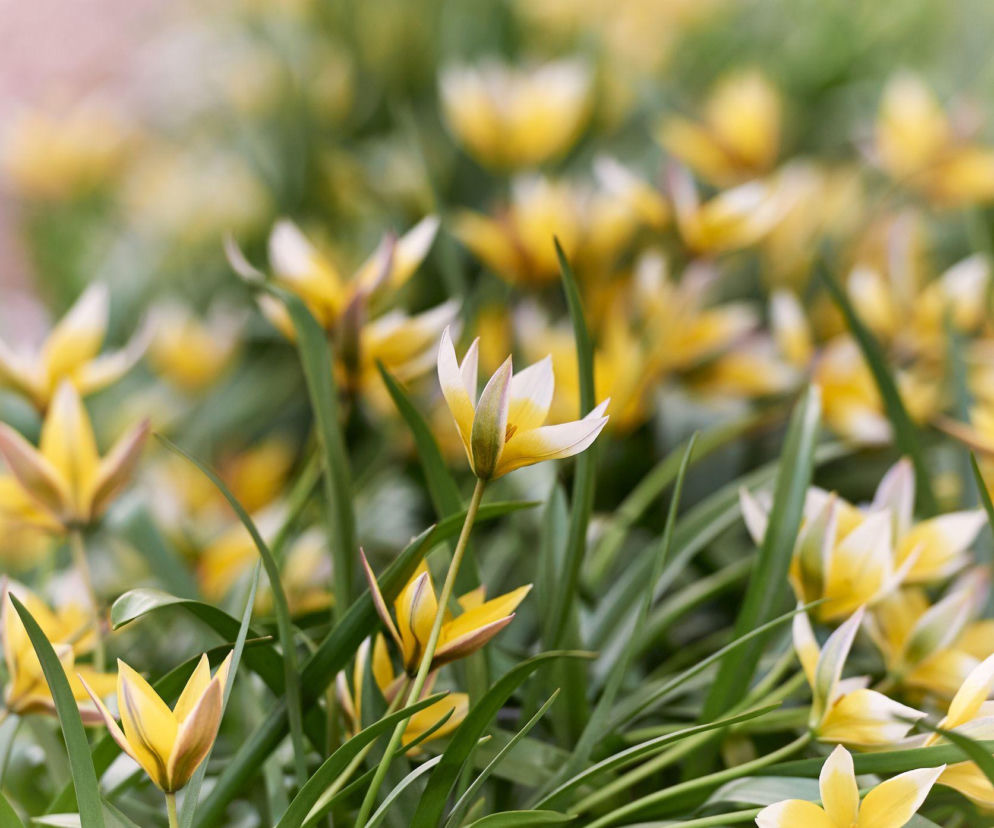 Tulipany botaniczne zakwitają najwcześniej ze wszystkich tulipanów! 