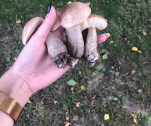 Pierwsze grzyby pojawiły się w lasach.
