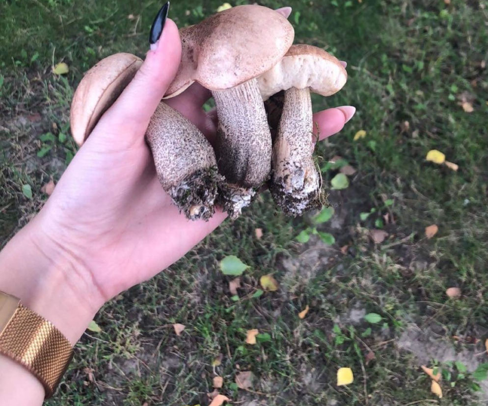 Pierwsze grzyby pojawiły się w lasach.