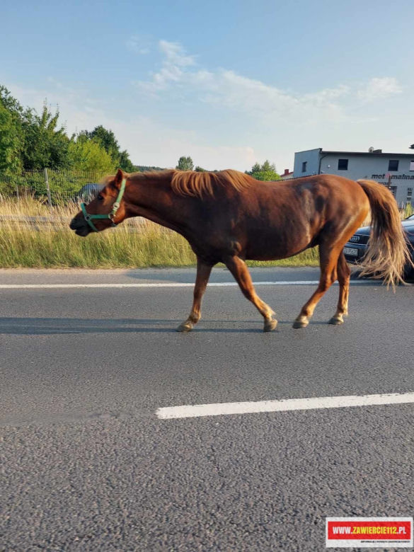 Jedziesz samochodem, a tam pędzą konie po betonie. Nietypowe zdarzenie z Zawiercia