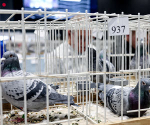 Katowice stolicą gołębiarstwa. Za nami 17. edycja EXPOGołębie. To największa tego typu impreza w Europie