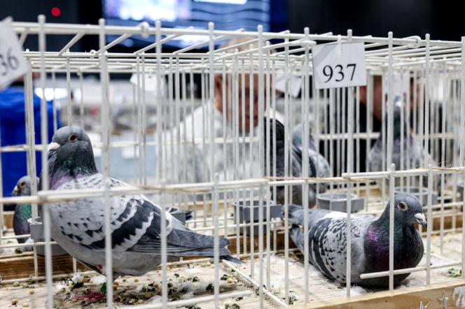Katowice stolicą gołębiarstwa. Za nami 17. edycja EXPOGołębie. To największa tego typu impreza w Europie