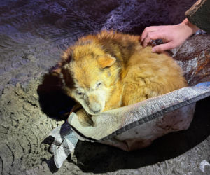 Ranny psi senior znaleziony na drodze pod Lublinem. Czy ktoś rozpoznaje tego psa?