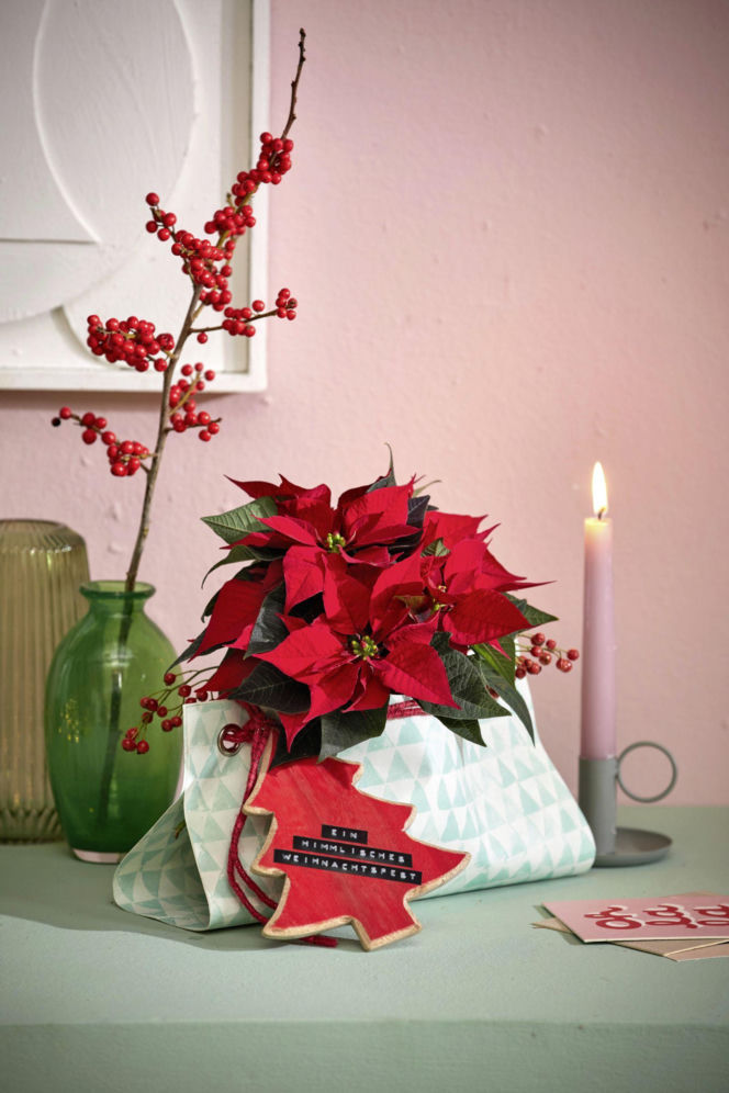 Najpiękniejsze dekoracje świąteczne z poinsecją w roli głównej