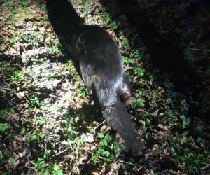 Akcja ratowania bobra