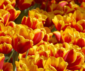 Grupy tulipanów