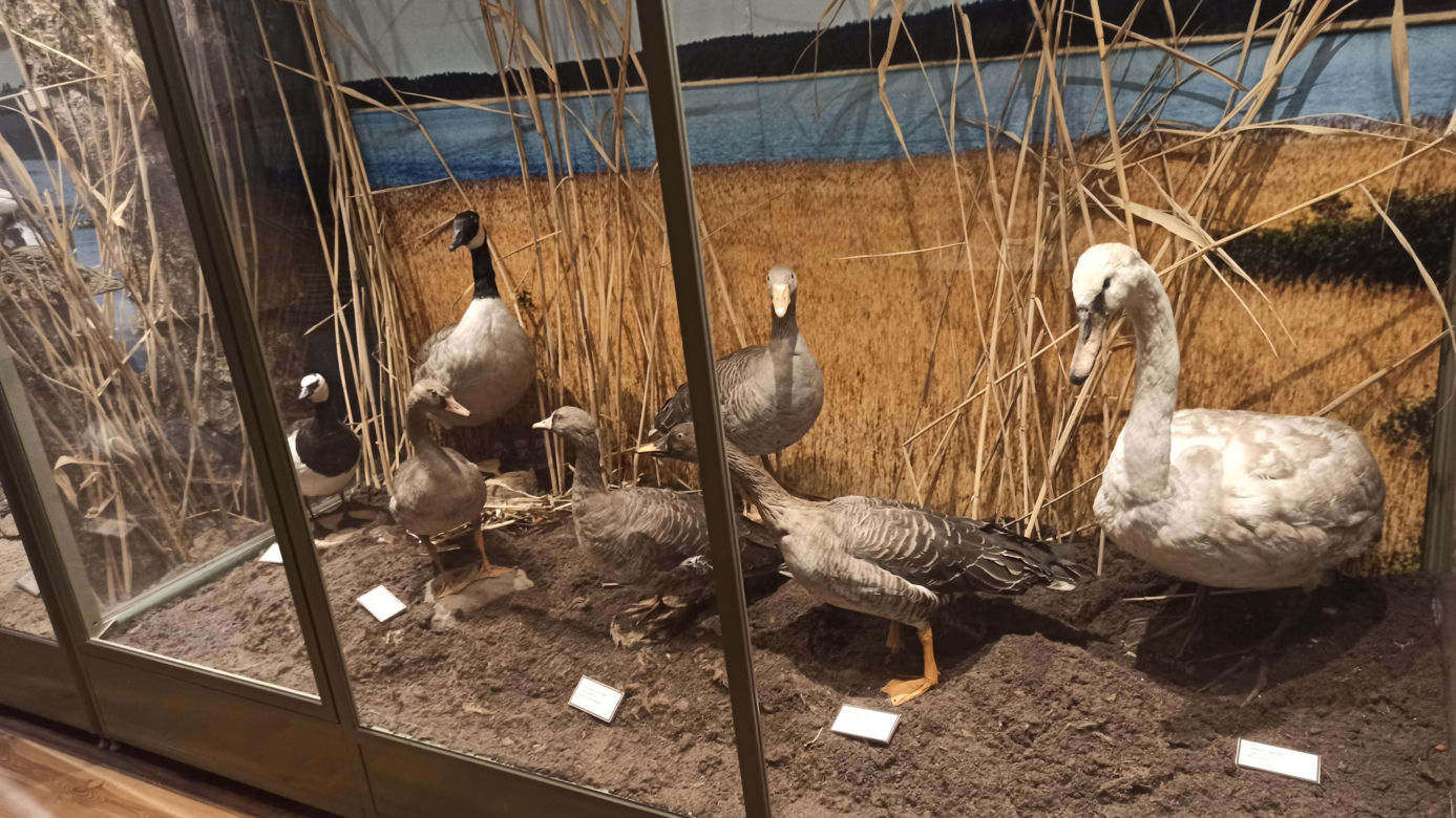 Muzeum Przyrody w Olsztynie. Poznajcie faunę oraz florę Warmii i Mazur