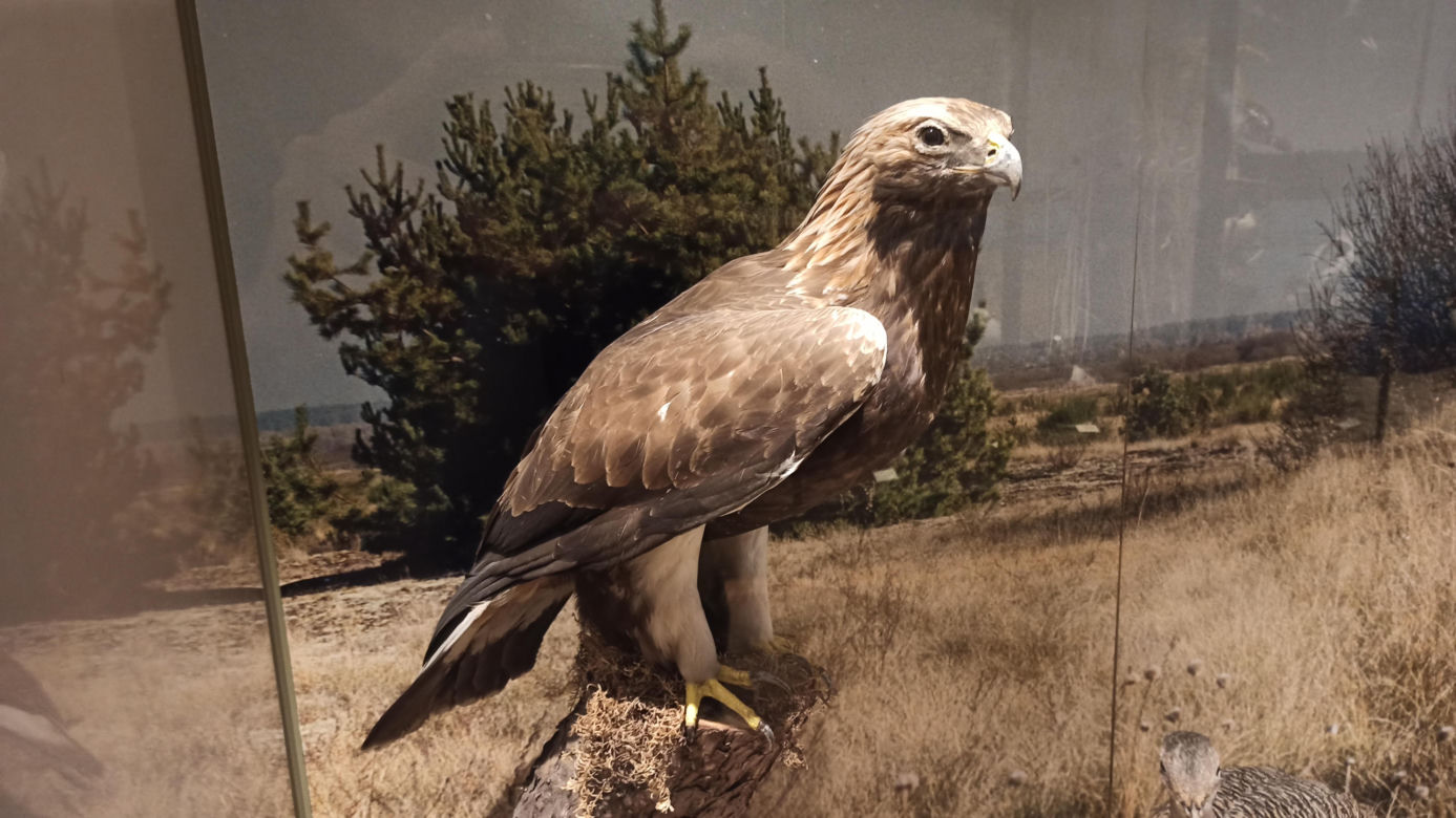 Muzeum Przyrody w Olsztynie. Poznajcie faunę oraz florę Warmii i Mazur