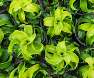 Dracena wonna