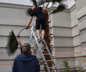 Olsztyn ma nową palmę Kopernika. Zapłacą za nią podpalacze [ZDJĘCIA]