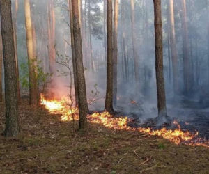 Ogromny pożar pod Grójcem! Spłonęło 80 hektarów lasu