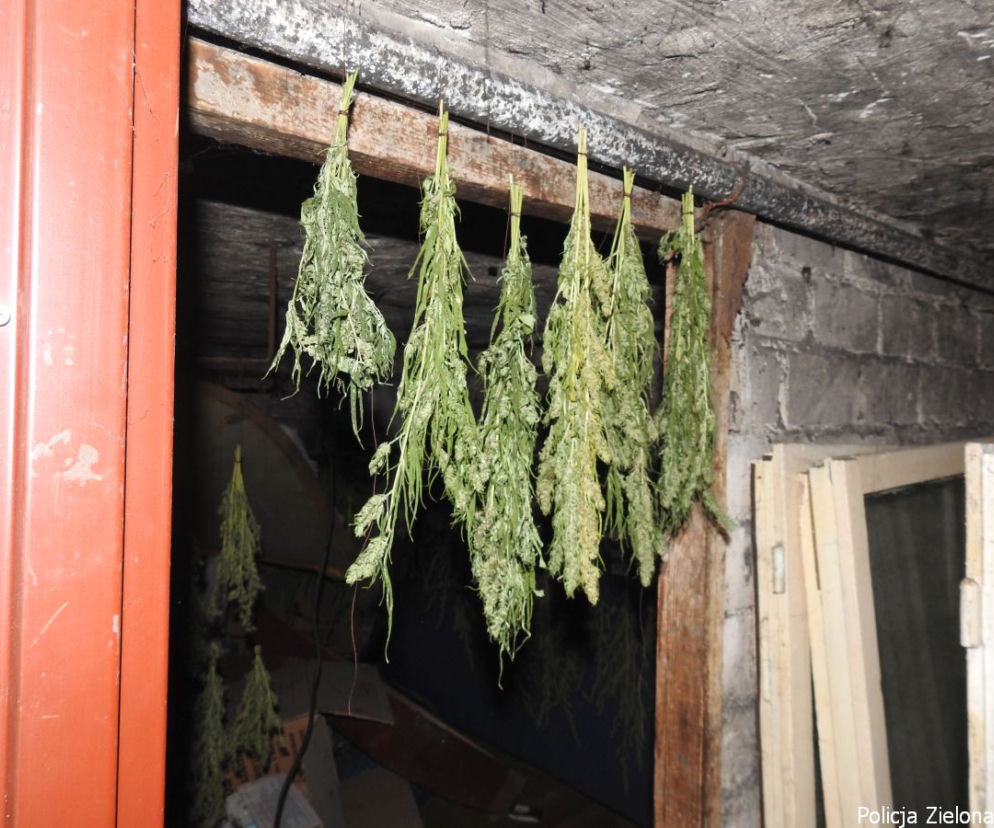Trzymał w piwnicy prawie 2 kg marihuany! Policja poszukiwała go od dawna!