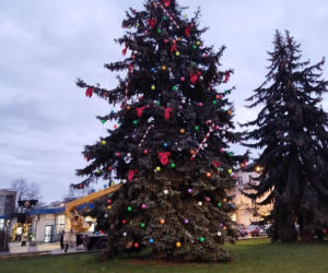 Choinka miejska Siedlce