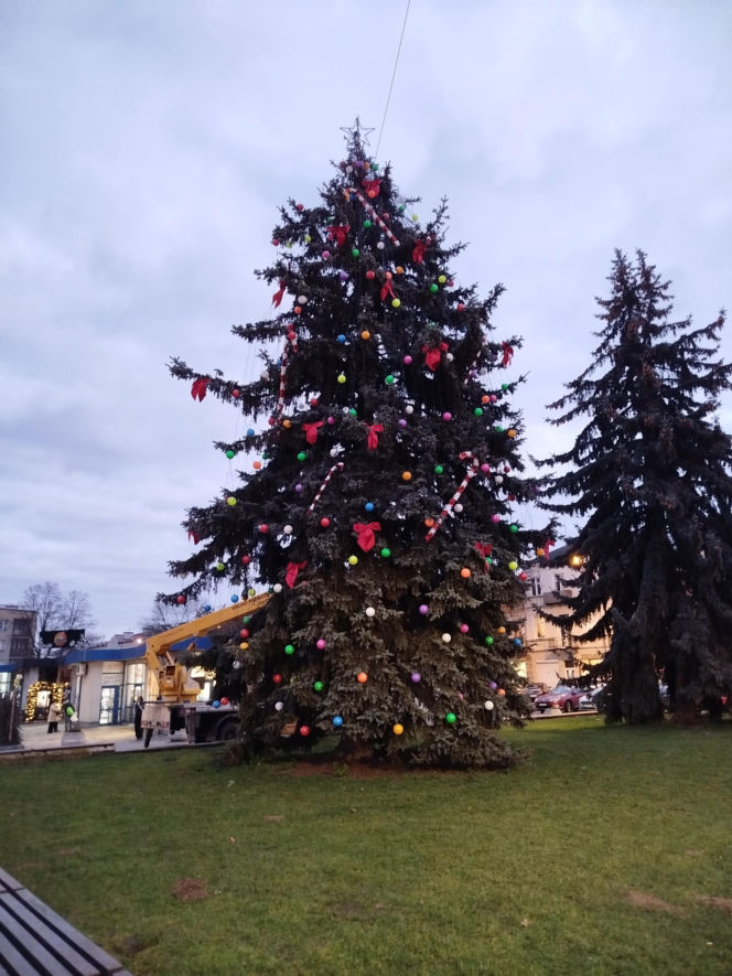 Choinka miejska Siedlce