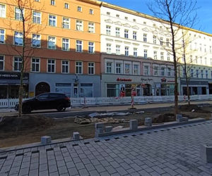 Siedmiometrowe platany już zdobią aleję Wojska Polskiego