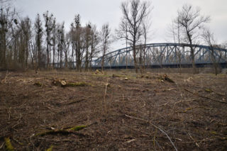 Zielone Kujawy odwołują się od decyzji RDOŚ. Kępę Bazarową zniszczono w większym zakresie?