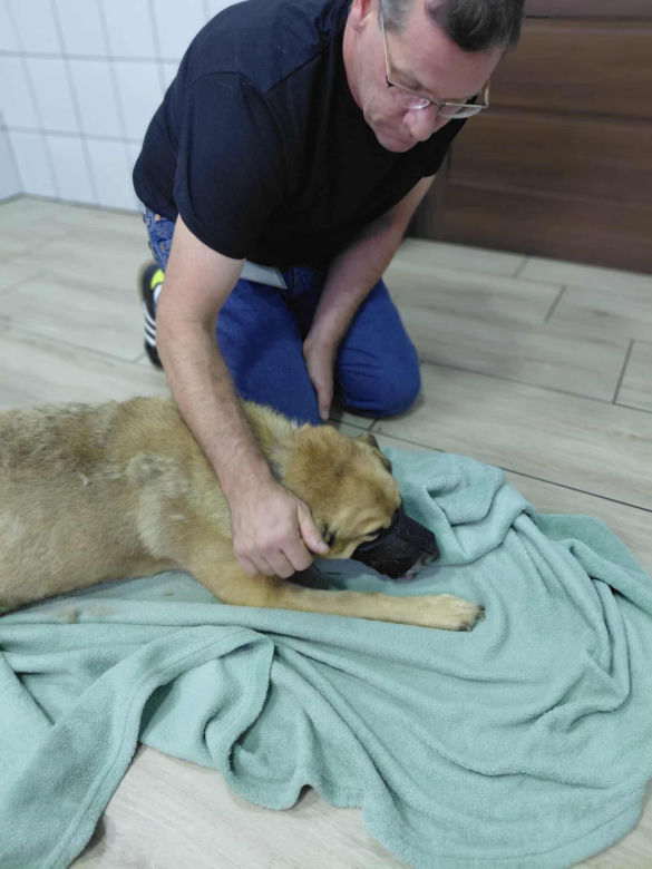 Dramatyczna interwencja Pet Patrol Rybnik. Pies konał w samotności