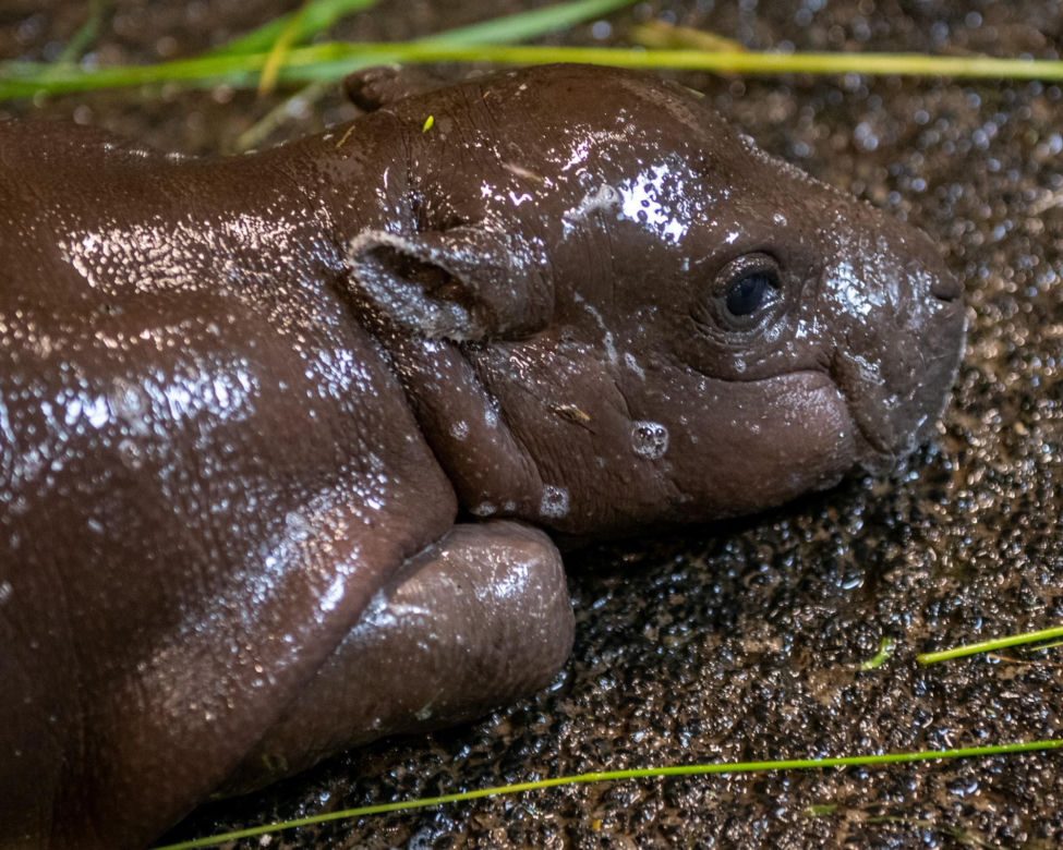 W łódzkim zoo urodził się hipopotam