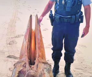 Tego giganta wyrzucił ocean