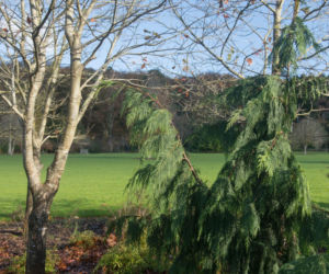 Cyprysik nutkajski 'Pendula'