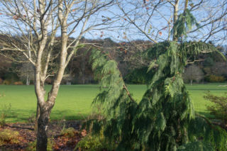 Cyprysik nutkajski 'Pendula'