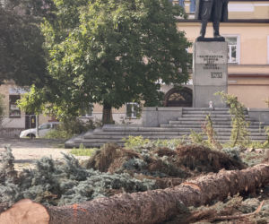 Protest mieszkańców nie pomógł. Świerki i modrzewie na Placu Drzewnym w Tarnowie zostały wycięte