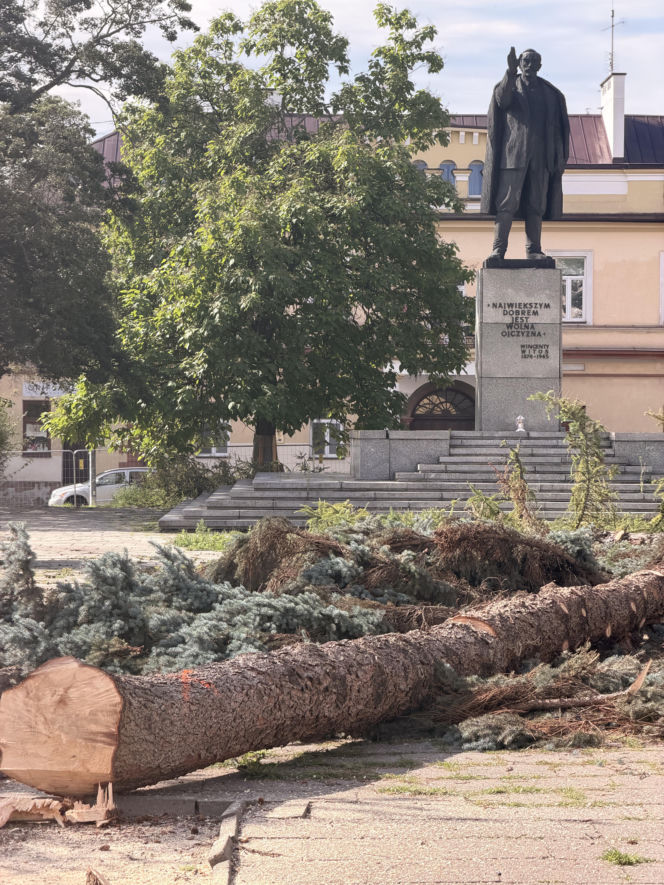 Protest mieszkańców nie pomógł. Świerki i modrzewie na Placu Drzewnym w Tarnowie zostały wycięte