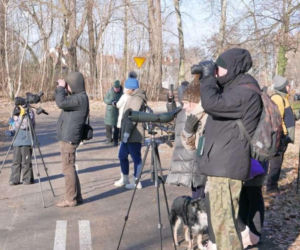 Mróz nie odstraszył. Ornitologiczny spacer po Głogowie