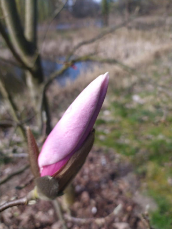Wiosna w Arboretum Kórnickim