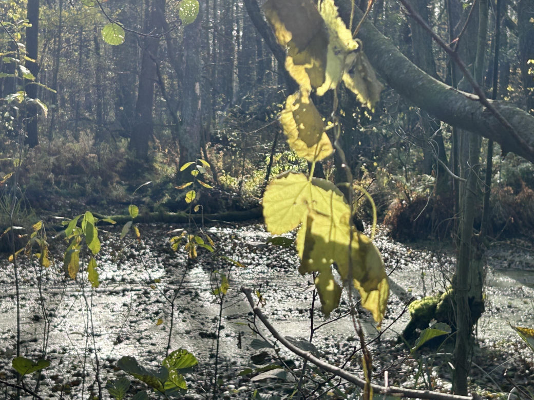 Mokradła niedaleko Grąblina