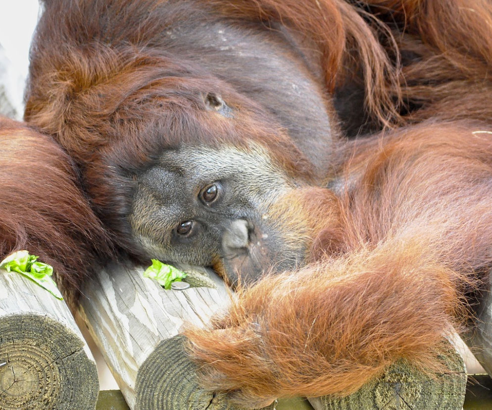 Około 30 zwierząt spłonęło w zoo w Krefeld. Wśród nich m.in. orangutany