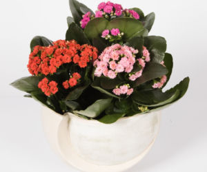 kalanchoe