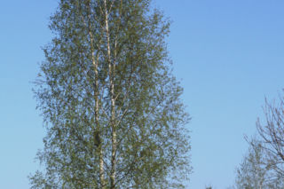 Brzoza brodawkowata 'Fastigiata' = Brzoza biała 'Fastigiata' - Betula pendula 'Fastigiata' = Betula verrucosa 'Fastigiata' = Betula alba 'Fastigiata'