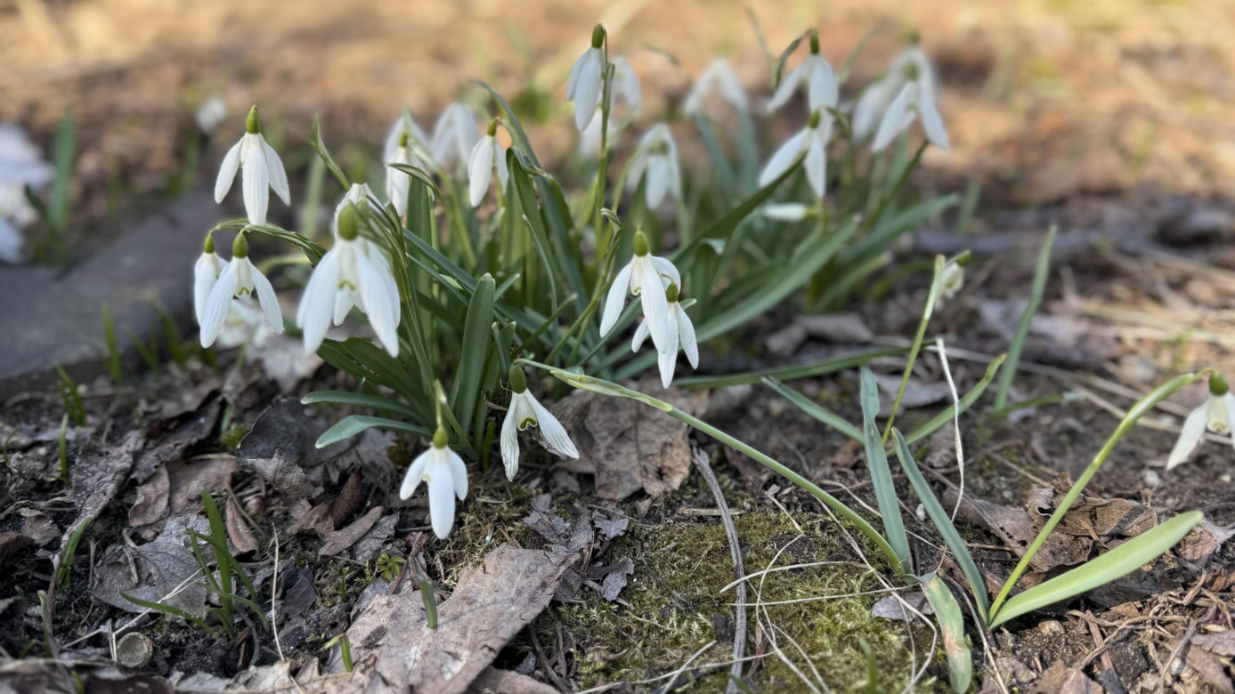 Przebiśniegi