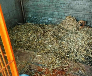 „Ma Pan ludzi za idiotów?” – Burza w sieci po kontroli w schronisku Baros i wpisie Prezydenta Boguckiego