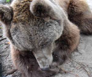 Niedźwiedź Baloo z poznańskiego zoo