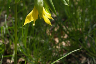 Jagodowiec wielkokwiatowy - Uvularia grandiflora