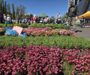 Bydgoszcz rozkwitła na nowo. Wiosenny Kiermasz Ogrodniczy przyciągnął tłumy