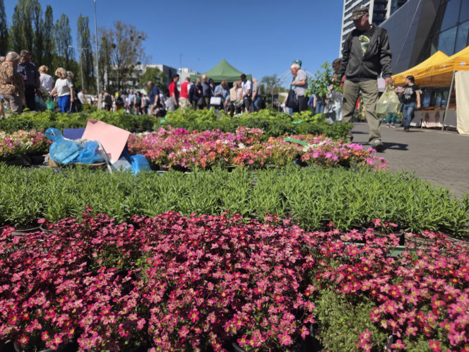 Bydgoszcz rozkwitła na nowo. Wiosenny Kiermasz Ogrodniczy przyciągnął tłumy