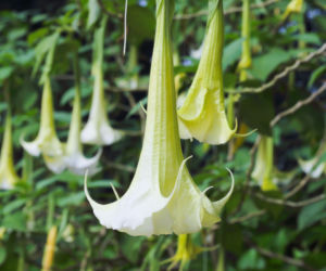 Datura