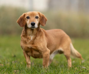 Ostrów. Ponad 170 zwierząt czeka na swoje domy!