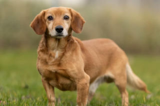 Ostrów. Ponad 170 zwierząt czeka na swoje domy!