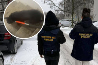 Przez 3 lata nie widział świata. To nie pies zawiódł. Zawiódł człowiek