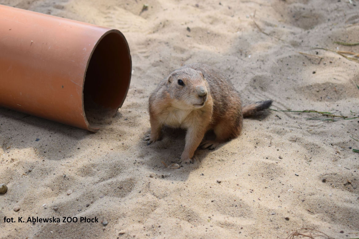 Szczekają, nie jedzą mięsa i lubią Dziki Zachód! To nowi mieszkańcy Zoo Płock [ZDJĘCIA]