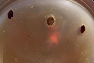 W gminie Bojanowo ktoś strzela do lamp ulicznych. Władze gminy wydały komunikat