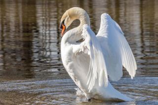 Nowe przypadki ptasiej grypy w Lubuskiem. Weterynarze apelują!