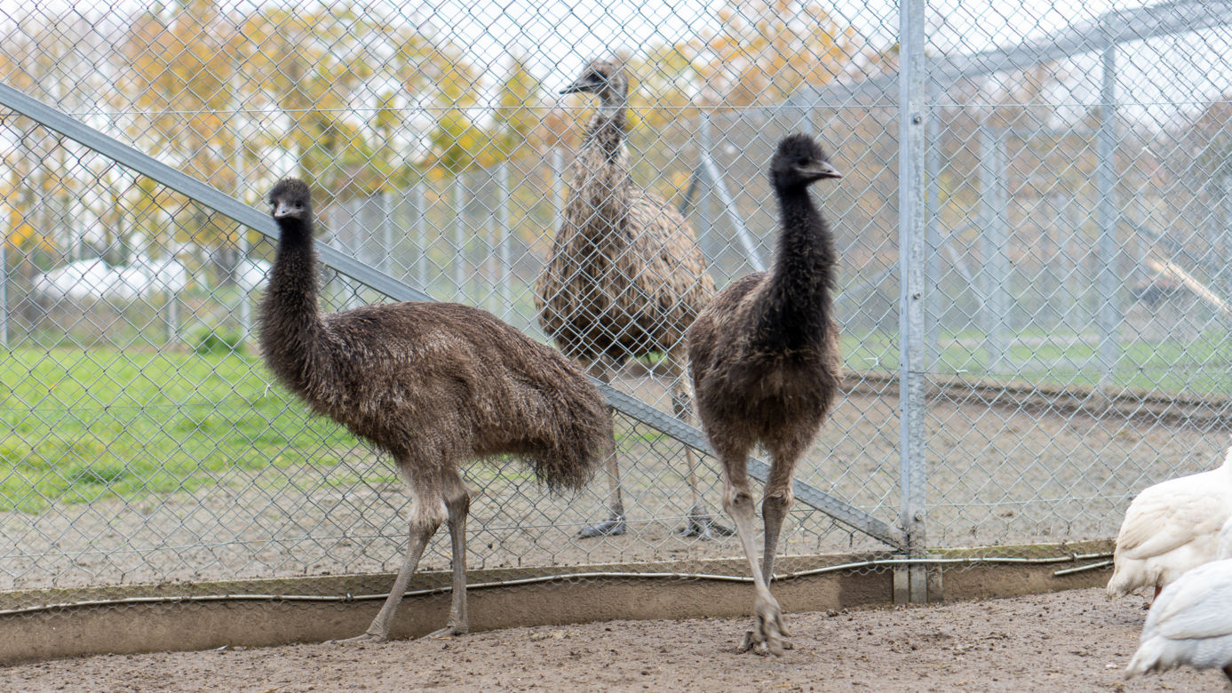 Para emu przeprowadza się ze Szczecina do Poznania